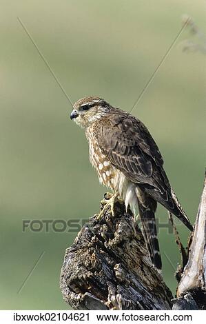 "Merlin (Falco columbarius), female, USA" View Large Photo Image Stock Image - "Merlin (Falco columbarius), female, USA". Fotosearch