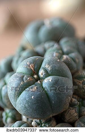"Mescal Buttons, Peyote (Lophophora williamsii, forma caespitosa), growing at 1500m altitude, Miquihuana, Estado de Tamaulipas, Tamaulipas, Mexico, North America" View Large Photo Image Stock Photo - "Mescal Buttons, Peyote (Lophophora williamsii, forma caespitosa), growing at 1500m altitude, Miquihuana, Estado de Tamaulipas, Tamaulipas, Mexico, North America". Fotosearch