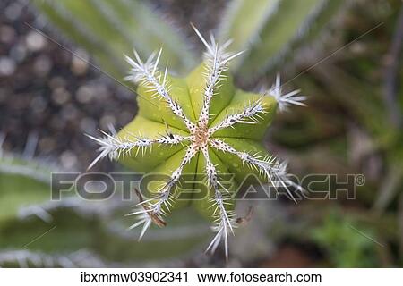 Stock Image - Mexican Giant Cactus or Cardon (Pachycereus pringlei) native to North America. Fotosearch