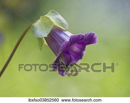 Stock Image - "Mexican Ivy (Cobaea scandens), flower, Thuringia, Germany, Europe". Fotosearch
