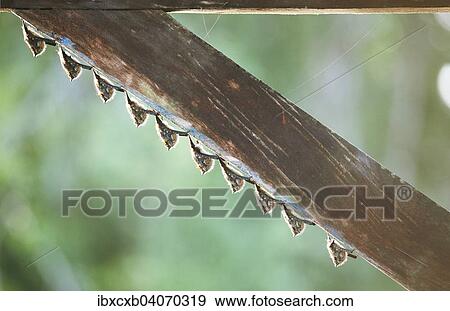 Stock Photo - "Mexican Long-tongued Bats (Choeronycteris mexicana) hanging side by side from a wooden bar, Tortuguero National Park, Limon Province, Costa Rica, North America". Fotosearch