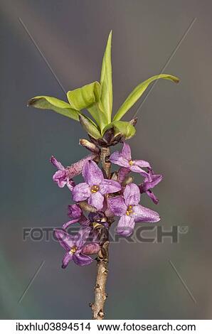 Picture - "Mezereon (Daphne mezereum), Baden-Wurttemberg, Germany, Europe". Fotosearch