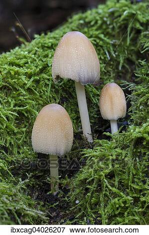 "Mica cap (Coprinus micaceus), fruiting bodies growing on moss-covered dead wood, Monchbruch Nature Reserve, Hesse, Germany, Europe" View Large Photo Image Stock Photo - "Mica cap (Coprinus micaceus), fruiting bodies growing on moss-covered dead wood, Monchbruch Nature Reserve, Hesse, Germany, Europe". Fotosearch