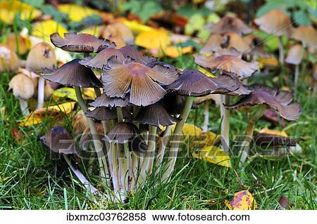 "Mica Cap (Coprinus micaceus), Middle Franconia, Bavaria, Germany, Europe" View Large Photo Image Stock Photo - "Mica Cap (Coprinus micaceus), Middle Franconia, Bavaria, Germany, Europe". Fotosearch