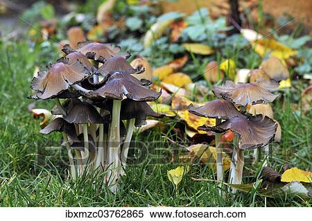 "Mica Cap (Coprinus micaceus), Middle Franconia, Bavaria, Germany, Europe" View Large Photo Image Stock Photography - "Mica Cap (Coprinus micaceus), Middle Franconia, Bavaria, Germany, Europe". Fotosearch