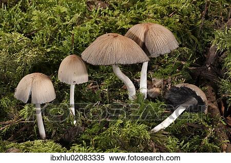 "Mica Cap or Glistening Inky Cap (Coprinus micaceus), Untergroeningen, Baden-Wuerttemberg, Germany, Europe" View Large Photo Image Stock Photography - "Mica Cap or Glistening Inky Cap (Coprinus micaceus), Untergroeningen, Baden-Wuerttemberg, Germany, Europe". Fotosearch