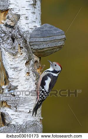 Stock Image - "Middle Spotted Woodpecker (Dendrocopos medius), male, perched on the trunk of an old birch tree with mushrooms, in winter, Swabian Alb biosphere reserve, Baden-Wurttemberg, Germany, Europe". Fotosearch