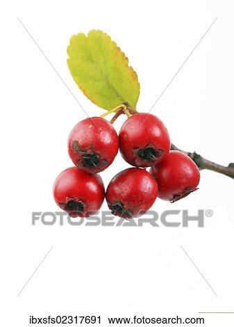 Stock Image - "Midland hawthorn, English hawthorn (Crataegus laevigata), fruit". Fotosearch