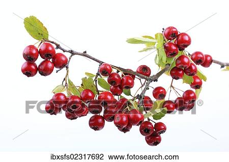 Stock Image - "Midland hawthorn, English hawthorn (Crataegus laevigata), fruit". Fotosearch