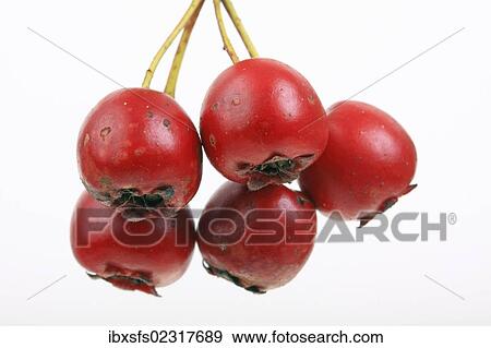 Stock Photo - "Midland hawthorn, English hawthorn (Crataegus laevigata), fruit". Fotosearch
