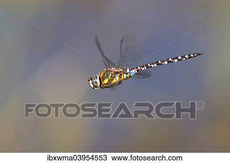 "Migrant Hawker (Aeshna mixta) in flight, North Hesse, Hesse, Germany, Europe" View Large Photo Image Stock Image - "Migrant Hawker (Aeshna mixta) in flight, North Hesse, Hesse, Germany, Europe". Fotosearch