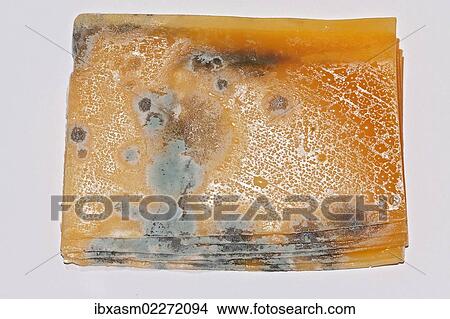 "Mildew, mould cultures, spores, on slices of cheese, Irish Cheddar" View Large Photo Image Picture - "Mildew, mould cultures, spores, on slices of cheese, Irish Cheddar". Fotosearch