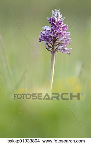 "Military Orchid (Orchis militaris), Leutratal, Jena, Thuringia, Germany, Europe" View Large Photo Image Picture - "Military Orchid (Orchis militaris), Leutratal, Jena, Thuringia, Germany, Europe". Fotosearch