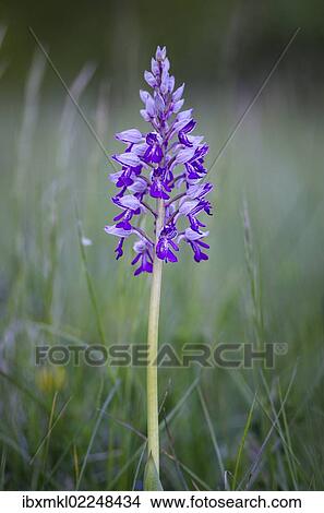 Picture - "Military orchid (Orchis militaris), protected species, wild orchid, Baden-Wuettemberg, Germany, Europe". Fotosearch