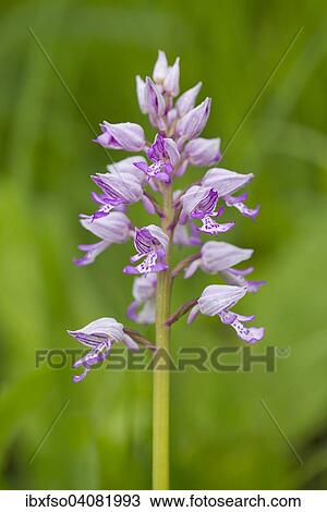 "Military Orchid (Orchis militaris), blooming, Thuringia, Germany, Europe" View Large Photo Image Stock Image - "Military Orchid (Orchis militaris), blooming, Thuringia, Germany, Europe". Fotosearch