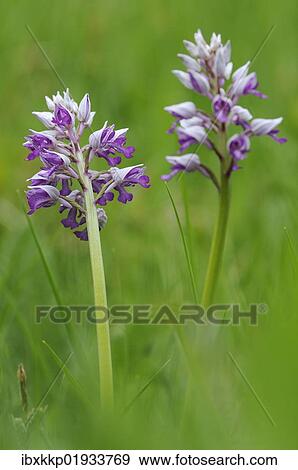 Stock Photo - "Military Orchid (Orchis militaris), Leutratal, Jena, Thuringia, Germany, Europe". Fotosearch