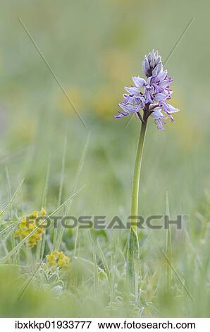 "Military Orchid (Orchis militaris), Leutratal, Jena, Thuringia, Germany, Europe" View Large Photo Image Stock Photo - "Military Orchid (Orchis militaris), Leutratal, Jena, Thuringia, Germany, Europe". Fotosearch