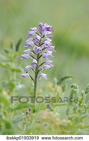 Stock Photo - Military Orchid (Orchis militaris). Fotosearch