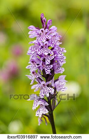 "Military Orchid (Orchis militaris), Allgau, Bavaria, Germany, Europe" View Large Photo Image Stock Photo - "Military Orchid (Orchis militaris), Allgau, Bavaria, Germany, Europe". Fotosearch