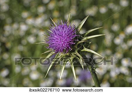 "Milk Thistle (Silybum marianum or Carduus marianus), Baden-Wuerttemberg, Germany, Europe" View Large Photo Image Stock Image - "Milk Thistle (Silybum marianum or Carduus marianus), Baden-Wuerttemberg, Germany, Europe". Fotosearch