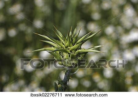 "Milk Thistle (Silybum marianum or Carduus marianus), bud, Baden-Wuerttemberg, Germany, Europe" View Large Photo Image Stock Image - "Milk Thistle (Silybum marianum or Carduus marianus), bud, Baden-Wuerttemberg, Germany, Europe". Fotosearch