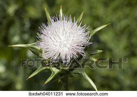 Milk Thistle (Silybum marianum) View Large Photo Image Stock Image - Milk Thistle (Silybum marianum). Fotosearch