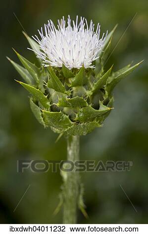 Stock Image - Milk Thistle (Silybum marianum). Fotosearch