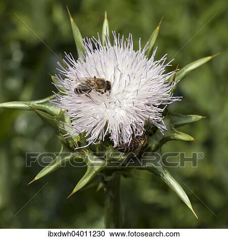 Milk Thistle (Silybum marianum) with Bee (Apis sp. ) View Large Photo Image Stock Image - Milk Thistle (Silybum marianum) with Bee (Apis sp. ). Fotosearch