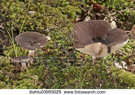 "Milkcap (Lactarius picinus), Baden-Wurttemberg, Germany, Europe" View Large Photo Image Stock Photo - "Milkcap (Lactarius picinus), Baden-Wurttemberg, Germany, Europe". Fotosearch