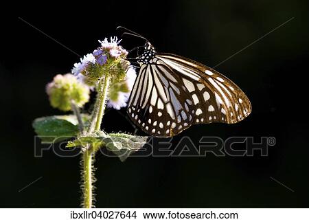 Milkweed butterfly (Parantica aglea maghaba) View Large Photo Image Picture - Milkweed butterfly (Parantica aglea maghaba). Fotosearch