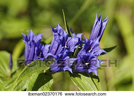 Stock Photograph - "Milkweed Gentian (Gentiana asclepiadea), Limestone Alps National Park, Upper Austria, Austria, Europe". Fotosearch