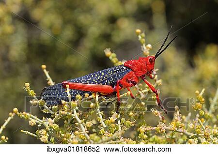 "Milkweed Grasshopper (Phymateus morbillosus), with strikingly vibrant colour to deter enemies, Goegap Nature Reserve, Namaqualand, South Africa, Africa" View Large Photo Image Stock Image - "Milkweed Grasshopper (Phymateus morbillosus), with strikingly vibrant colour to deter enemies, Goegap Nature Reserve, Namaqualand, South Africa, Africa". Fotosearch