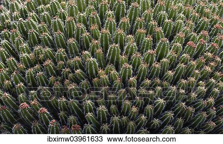 "Milkweed variety (Euphorbia echinus), Morocco, Africa" View Large Photo Image Stock Image - "Milkweed variety (Euphorbia echinus), Morocco, Africa". Fotosearch