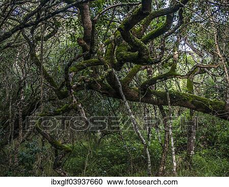 "Milkwood Forest, Grootbos, Gansbay, Western Cape, South Africa, Africa" View Large Photo Image Stock Image - "Milkwood Forest, Grootbos, Gansbay, Western Cape, South Africa, Africa". Fotosearch