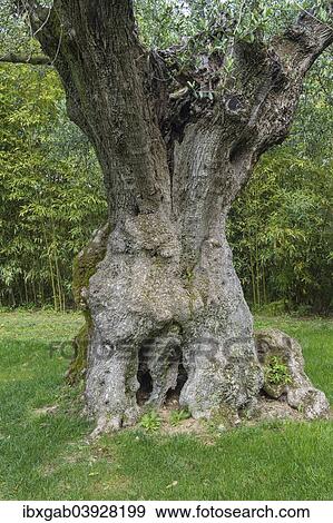 Stock Photo - "Millenium olive tree, Bacalhoa Winery, Azeitao, Setubal Peninsula, Portugal, Europe". Fotosearch