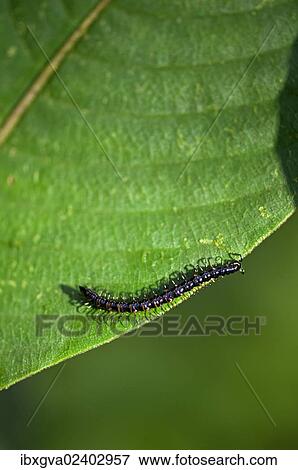 "Millipede, Ecuador, Tiputini rain forest, Yasuni National Park, Ecuador, South America" View Large Photo Image Stock Photo - "Millipede, Ecuador, Tiputini rain forest, Yasuni National Park, Ecuador, South America". Fotosearch