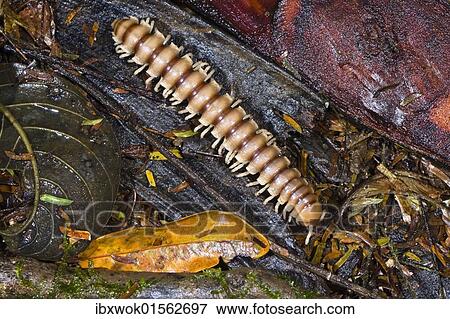 "Millipede (Myriapoda) in the lowland rainforest of Braulio-Carrillo National Park, Costa Rica, Central America, North America" View Large Photo Image Stock Photo - "Millipede (Myriapoda) in the lowland rainforest of Braulio-Carrillo National Park, Costa Rica, Central America, North America". Fotosearch