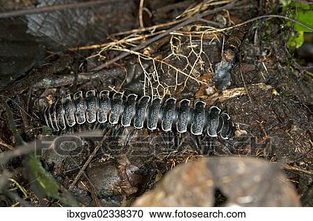 "Millipede (Polydesmida), Ecuador, Tiputini rain forest, Yasuni National Park, Ecuador, South America" View Large Photo Image Stock Image - "Millipede (Polydesmida), Ecuador, Tiputini rain forest, Yasuni National Park, Ecuador, South America". Fotosearch