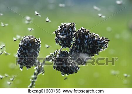 Minute Black Scavenger Flies or Dung Midges (Scatopsidae) on a plant View Large Photo Image Stock Image - Minute Black Scavenger Flies or Dung Midges (Scatopsidae) on a plant. Fotosearch