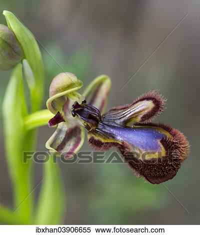 "Mirror Orchid (Ophrys speculum), Andalusia, Spain, Europe" View Large Photo Image Stock Photography - "Mirror Orchid (Ophrys speculum), Andalusia, Spain, Europe". Fotosearch