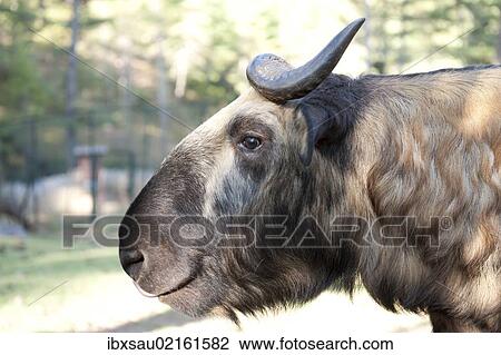 Stock Image - "Mishmi Takin (Budorcas taxicolor), Bhutan's national animal, portrait, Motithang Takin Preserve, Thimphu, the Himalayas, Kingdom of Bhutan, South Asia, Asia". Fotosearch