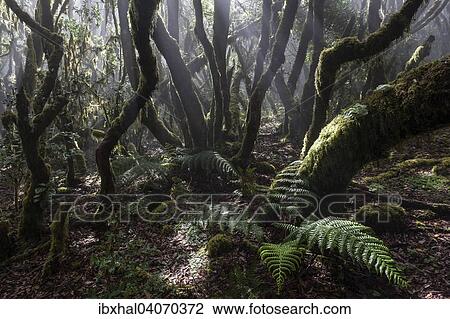 "Mist in the cloud forest, laurel forest, Garajonay National Park, UNESCO World Heritage Site, with backlight, La Gomera, Canary Islands, Spain, Europe" View Large Photo Image Stock Image - "Mist in the cloud forest, laurel forest, Garajonay National Park, UNESCO World Heritage Site, with backlight, La Gomera, Canary Islands, Spain, Europe". Fotosearch