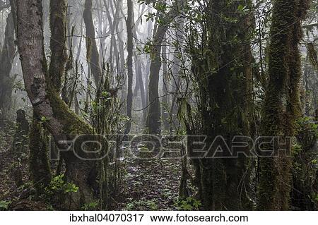 "Mist in the cloud forest, laurel forest, Garajonay National Park, UNESCO World Heritage Site, with backlight, La Gomera, Canary Islands, Spain, Europe" View Large Photo Image Stock Photo - "Mist in the cloud forest, laurel forest, Garajonay National Park, UNESCO World Heritage Site, with backlight, La Gomera, Canary Islands, Spain, Europe". Fotosearch