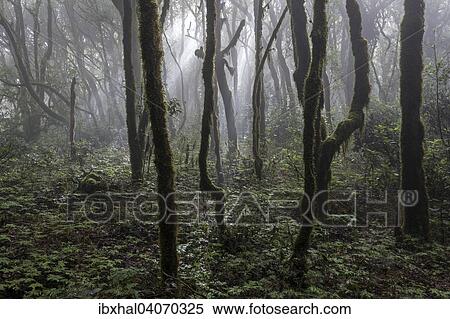"Mist in the cloud forest, laurel forest, Garajonay National Park, UNESCO World Heritage Site, with backlight, La Gomera, Canary Islands, Spain, Europe" View Large Photo Image Stock Photography - "Mist in the cloud forest, laurel forest, Garajonay National Park, UNESCO World Heritage Site, with backlight, La Gomera, Canary Islands, Spain, Europe". Fotosearch