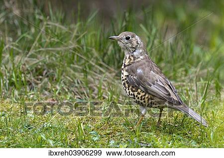 Stock Photo - "Mistle Thrush (Turdus viscivorus), captive, animal enclosure, Bavarian Forest National Park, Bavaria, Germany, Europe". Fotosearch