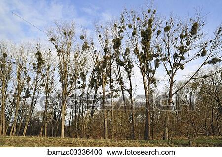 "Mistletoe (Viscum album) growing in Poplar Trees (Populus), Dahmen, Mecklenburgische Seenplatte, Mecklenburg-Vorpommern, Germany, Europe" View Large Photo Image Stock Image - "Mistletoe (Viscum album) growing in Poplar Trees (Populus), Dahmen, Mecklenburgische Seenplatte, Mecklenburg-Vorpommern, Germany, Europe". Fotosearch