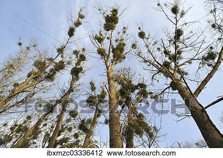"Mistletoe (Viscum album) growing in Poplar Trees (Populus), Dahmen, Mecklenburgische Seenplatte, Mecklenburg-Vorpommern, Germany, Europe" View Large Photo Image Stock Image - "Mistletoe (Viscum album) growing in Poplar Trees (Populus), Dahmen, Mecklenburgische Seenplatte, Mecklenburg-Vorpommern, Germany, Europe". Fotosearch