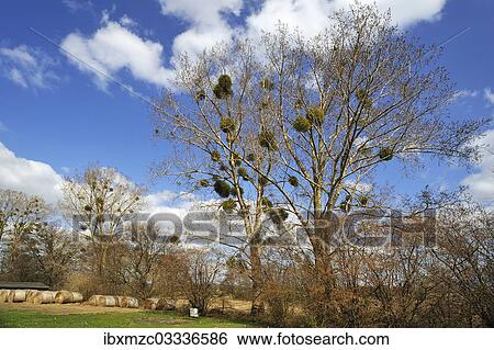 "Mistletoe (Viscum album) growing in Poplar Trees (Populus), Dahmen, Mecklenburgische Seenplatte, Mecklenburg-Vorpommern, Germany, Europe" View Large Photo Image Stock Photograph - "Mistletoe (Viscum album) growing in Poplar Trees (Populus), Dahmen, Mecklenburgische Seenplatte, Mecklenburg-Vorpommern, Germany, Europe". Fotosearch