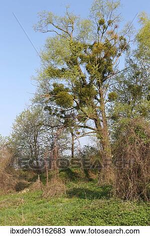 "Mistletoe (Viscum album) growing on a goat willow, pussy willow or great sallow tree (Salix caprea), Lower Austria, Austria, Europe" View Large Photo Image Stock Image - "Mistletoe (Viscum album) growing on a goat willow, pussy willow or great sallow tree (Salix caprea), Lower Austria, Austria, Europe". Fotosearch