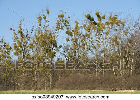 "Mistletoe (Viscum album) on Poplar trees (Populus spec. ), Saxony-Anhalt, Germany, Europe" View Large Photo Image Stock Photo - "Mistletoe (Viscum album) on Poplar trees (Populus spec. ), Saxony-Anhalt, Germany, Europe". Fotosearch
